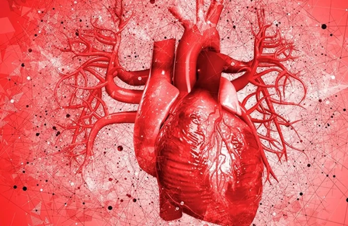 Trí tuệ nhân tạo: AI có thể phát hiện bệnh tim chỉ từ một hình ảnh siêu âm