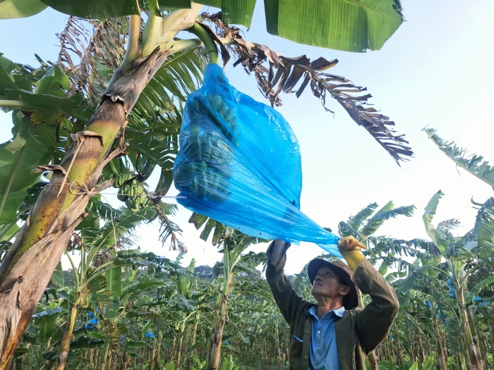 Trăn trở với chuối Lao Bảo