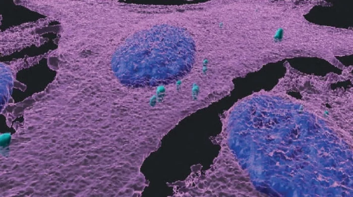 Nghiên cứu hé lộ cách ung thư da 'qua mặt' hệ miễn dịch của cơ thể