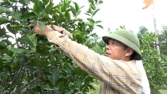 Để Triệu Phong khai thác hiệu quả vùng gò đồi