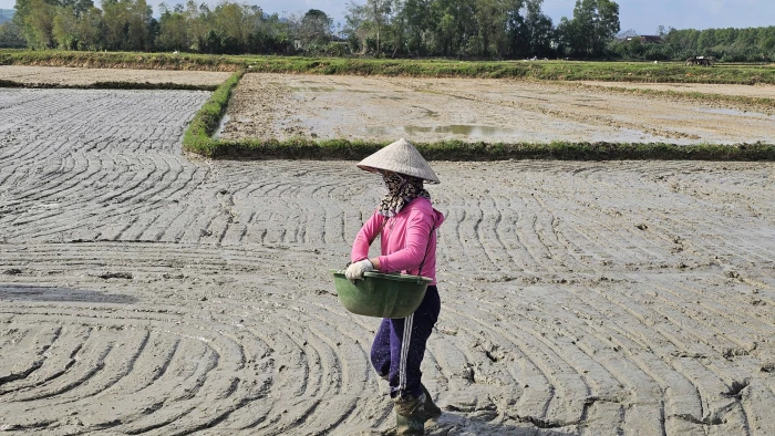 Xã Lệ Ninh tập trung sản xuất lúa vụ đông-xuân đúng khung lịch thời vụ