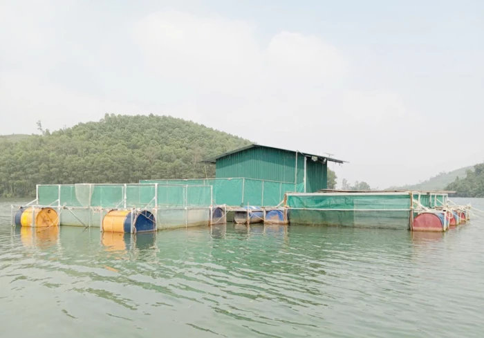 Nuôi cá lồng trên đập Ba Nương