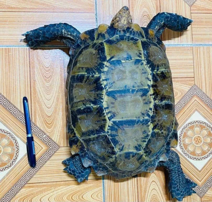 Người dân xã Triệu Bình giao nộp cá thể rùa núi viền quý hiếm