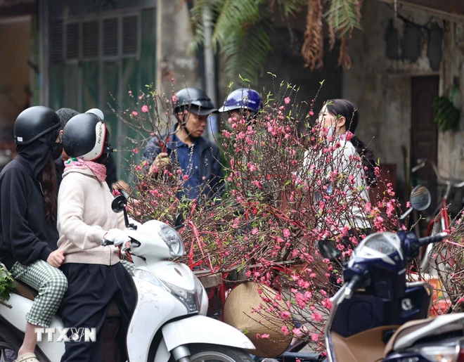 Người dân chọn mua những cành đào nhỏ đón Tết. (Ảnh: Thanh Tùng/TTXVN)