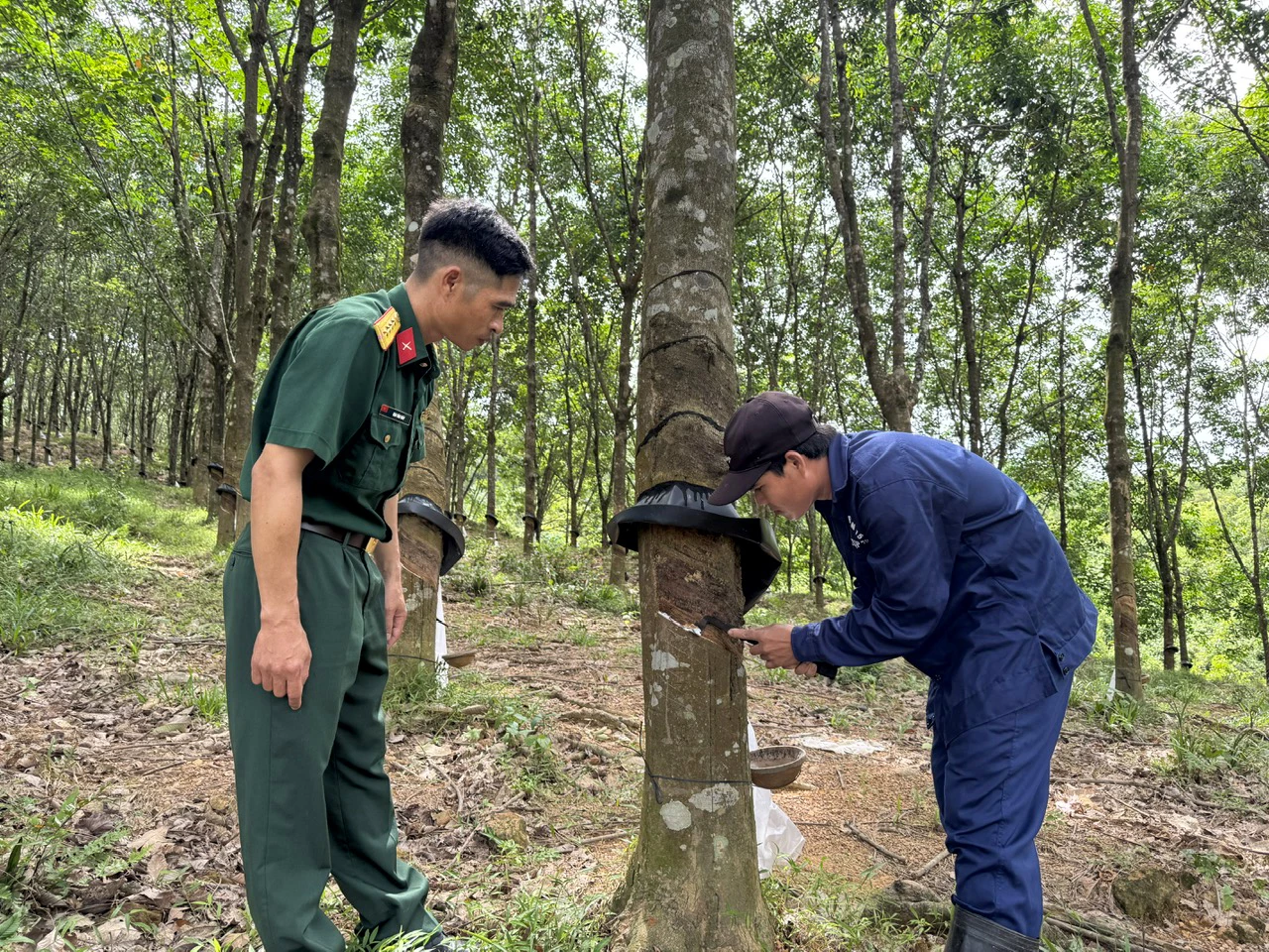 Chăm sóc cây cao su tại Đoàn Kinh tế-Quốc phòng 79 - Ảnh: N.H
