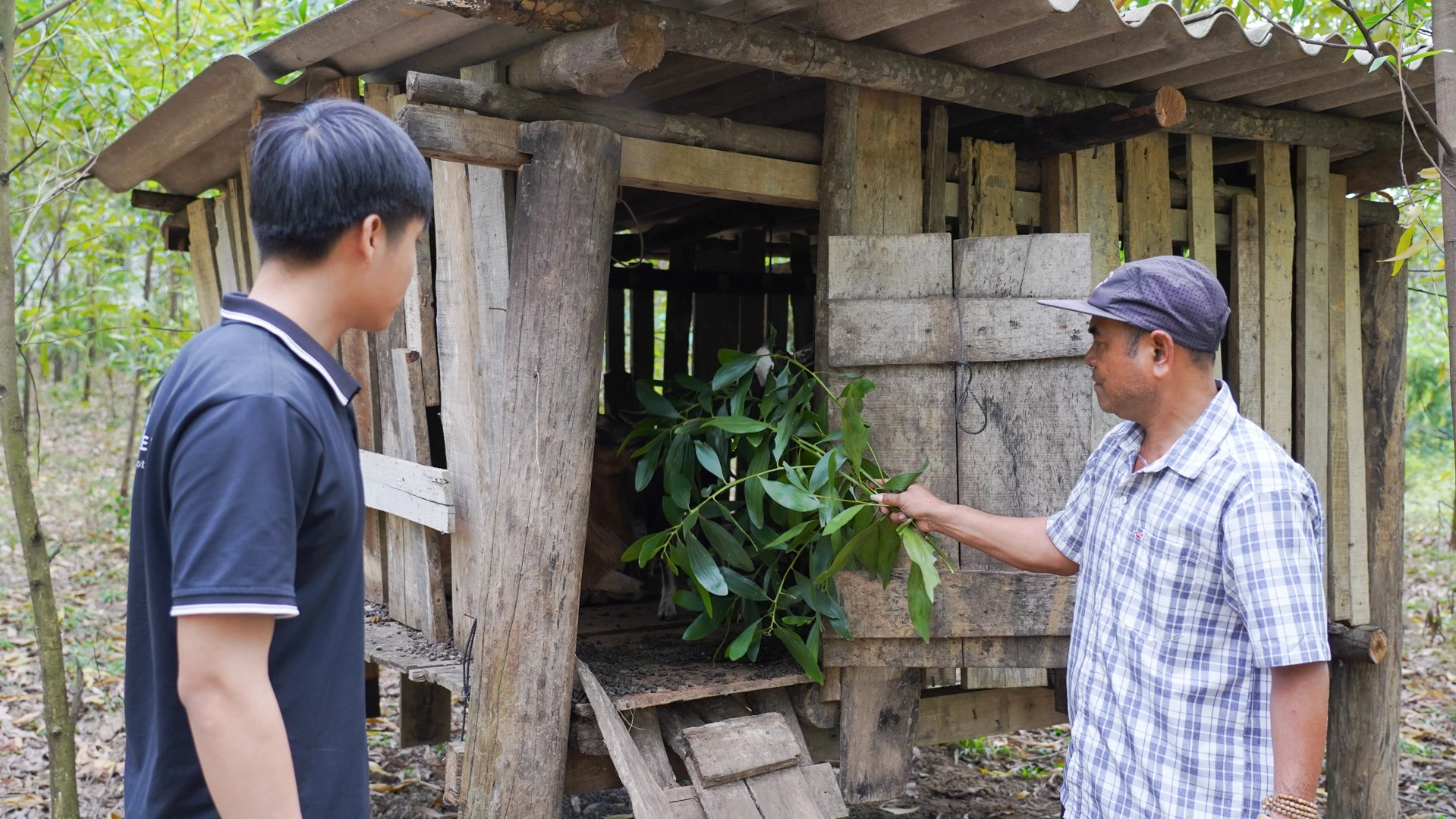Mô hình chăn nuôi dê của ông Hồ Phước Liễu đang là nguồn thu nhập ổn định của gia đình-Ảnh: L.T