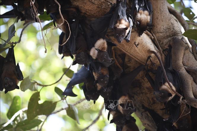 Dơi ăn quả thuộc chi Pteropus được xác định là ổ chứa tự nhiên của virus Nipah, có khả năng lây truyền sang người trực tiếp hoặc thông qua vật chủ trung gian như lợn và ngựa. Ảnh: AFP/TTXVN