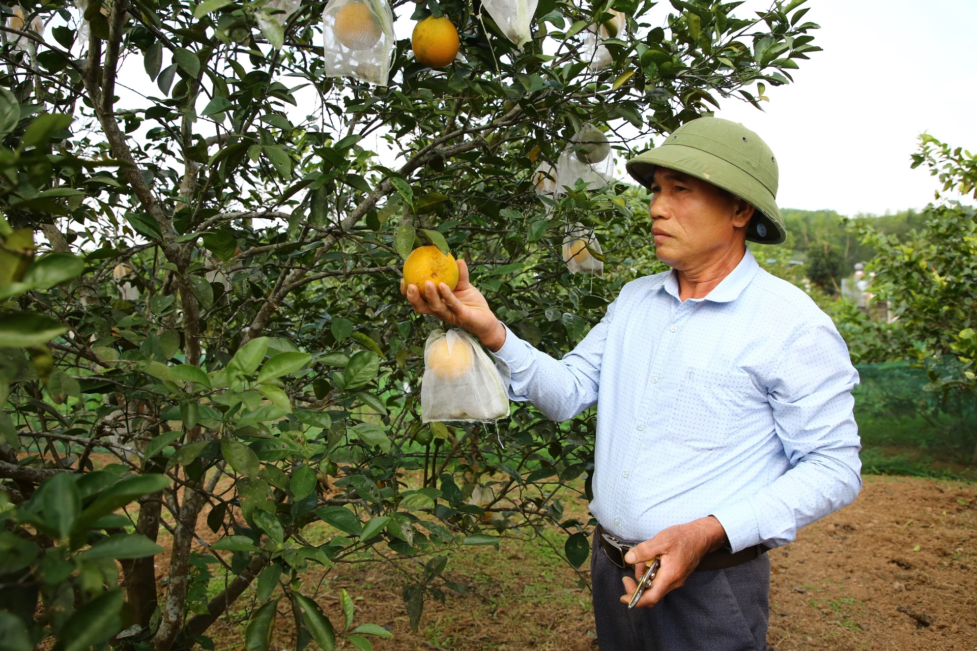 Triệu phú vùng đồi Đỗ Văn Tuận - Ảnh: N.H