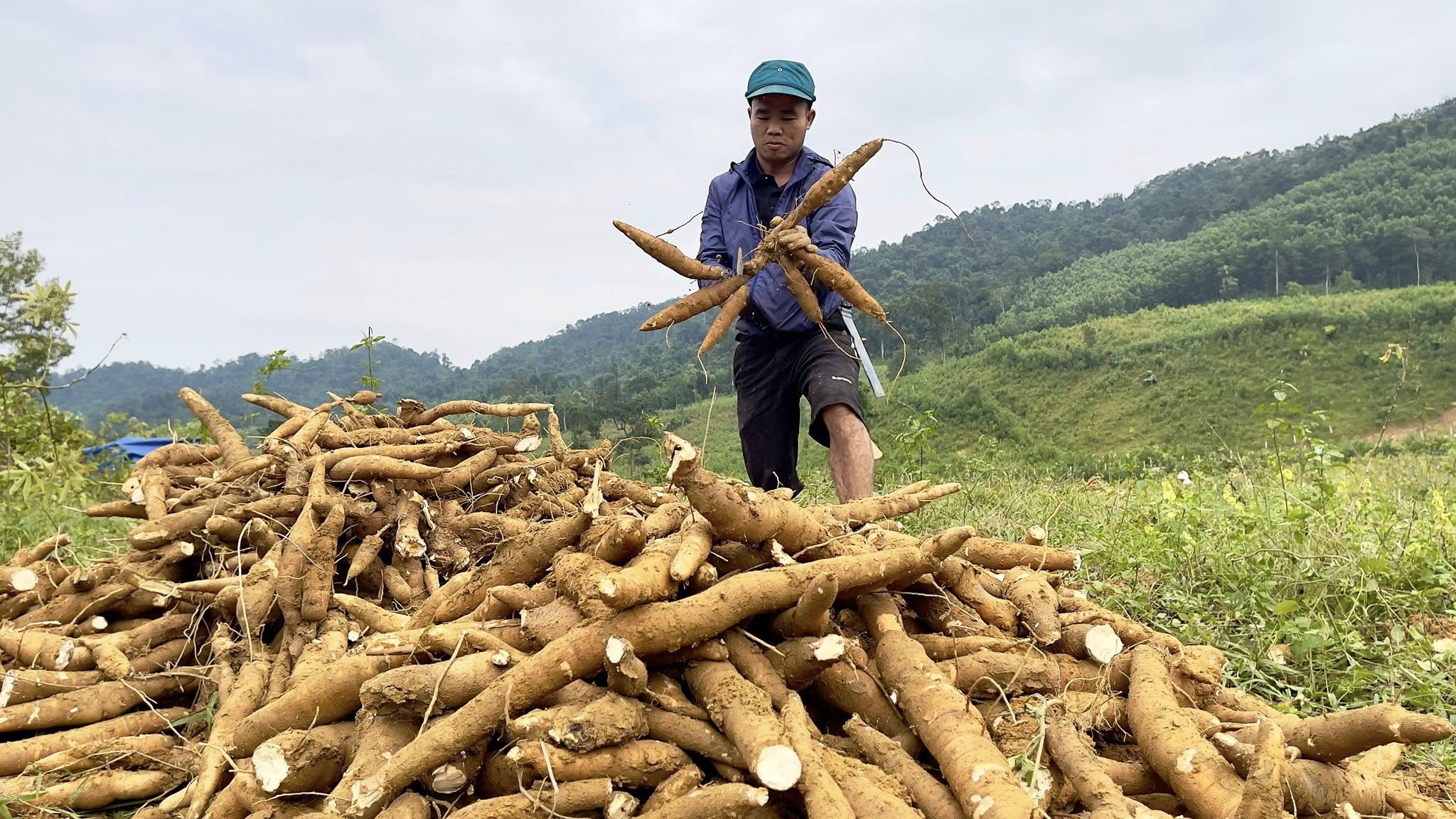 Bà con người Mã Liềng ở bản Cáo thu hoạch sắn - Ảnh: X.V