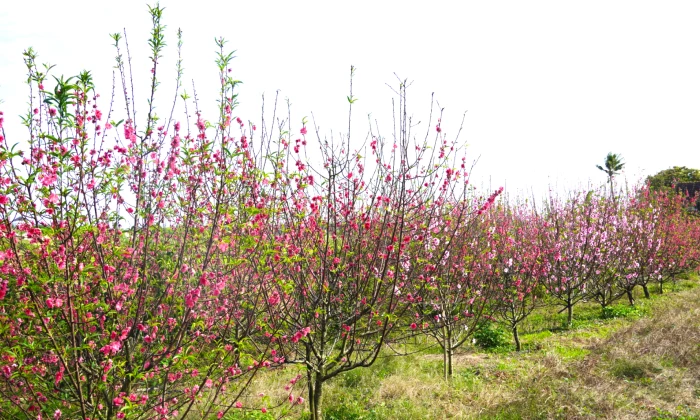Đào Tết nở sớm, nhà vườn thất thu