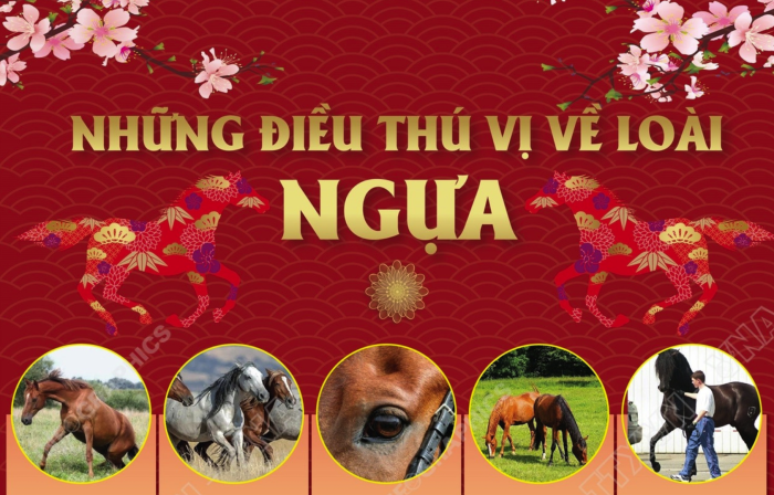 Những điều thú vị về loài ngựa