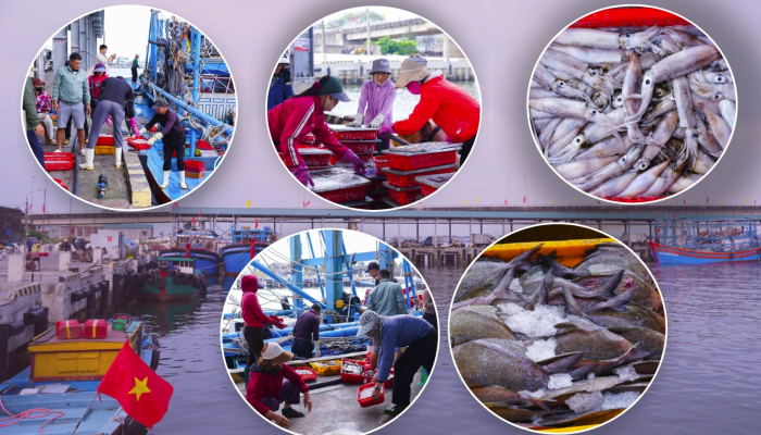 Nhộn nhịp những chuyến vươn khơi đầu năm mới