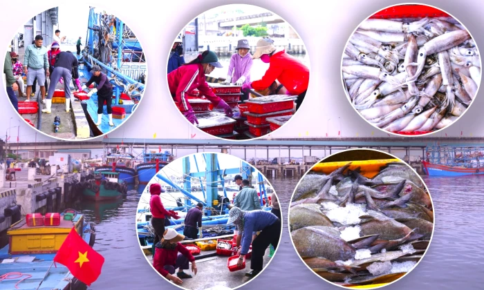 Nhộn nhịp những chuyến vươn khơi đầu năm mới