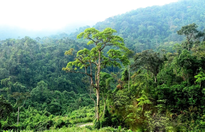 Chi trả hơn 347 tỉ đồng từ chuyển nhượng tín chỉ carbon