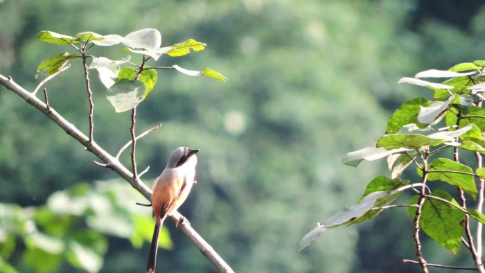 Phát hiện nhiều loài chim quý hiếm ở rừng đặc dụng Nam Quảng Trị