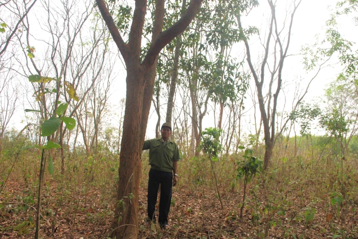 Bảo vệ giáng hương cổ thụ