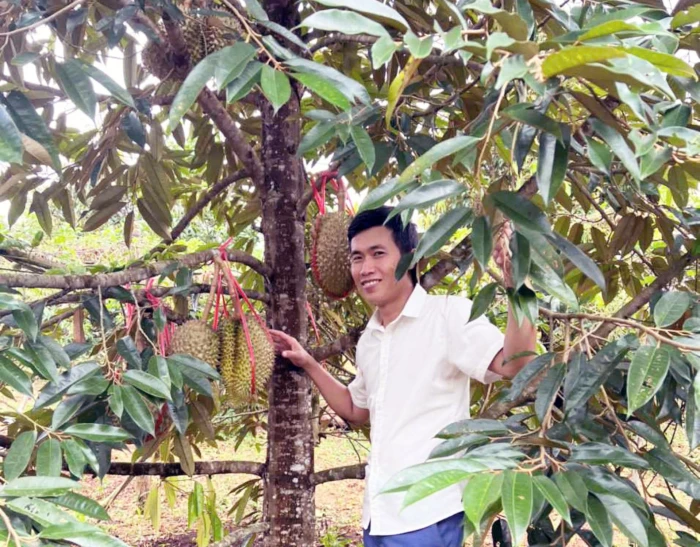 'Vua của các loại trái cây' bén đất Quảng Trị
