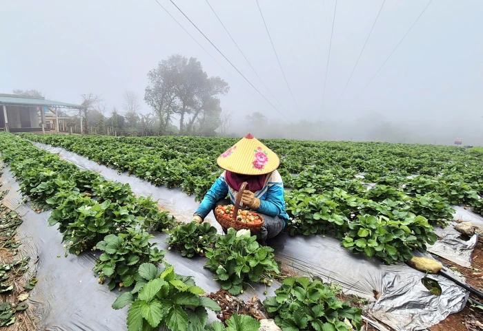 Phát triển mô hình trồng dâu tây gắn với du lịch trải nghiệm