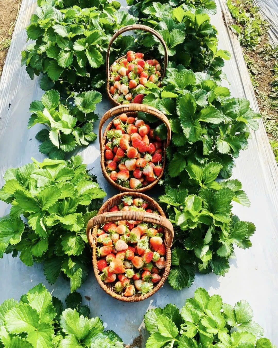 Những giỏ dâu tây tươi sạch được thu hoạch ngay tại vườn-Ảnh:K.S