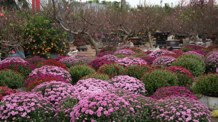 Rực rỡ sắc hoa xuân đón Tết
