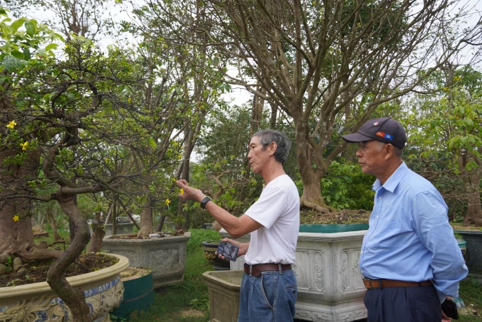 Thuê mai, đào chơi Tết: Xu hướng tiêu dùng mới