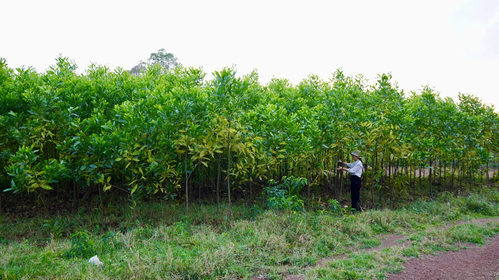 Xã Tân Mỹ tập trung phát triển kinh tế rừng trồng như một hướng đi chủ lực trong cơ cấu kinh tế nông thôn - Ảnh: T.A