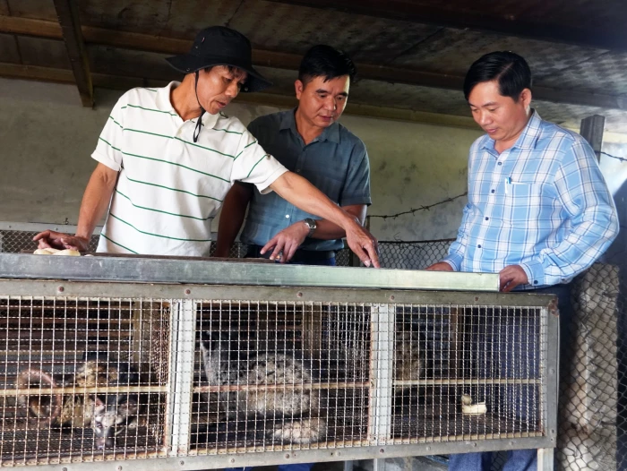 Triển vọng từ nuôi chồn hương