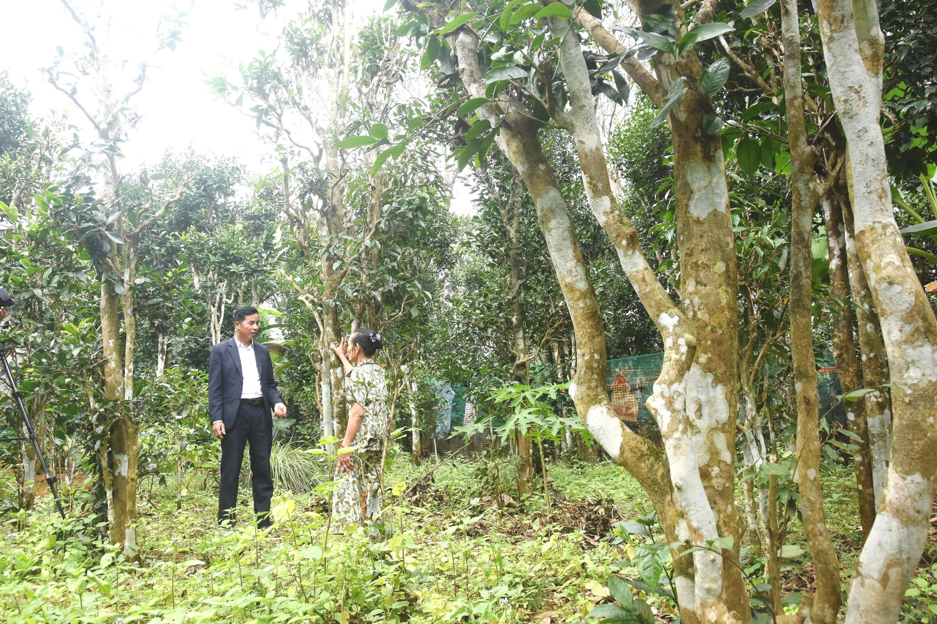 Vườn chè cổ thụ của gia đình bà Hoàng Thị Thoại - Ảnh: Đ.V