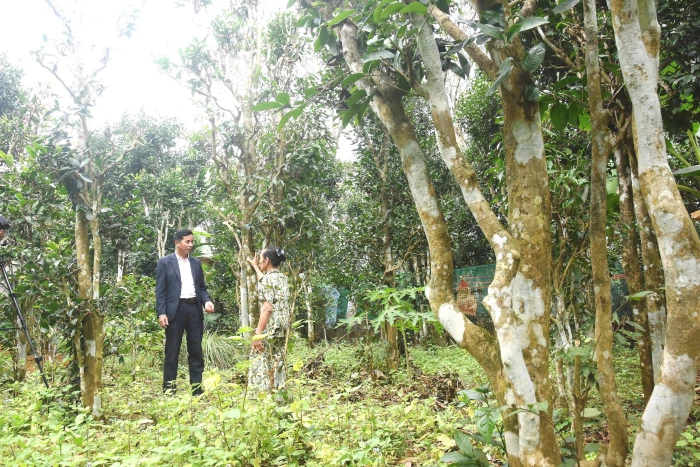 Dân xứ Cùa giữ vườn chè cổ thụ