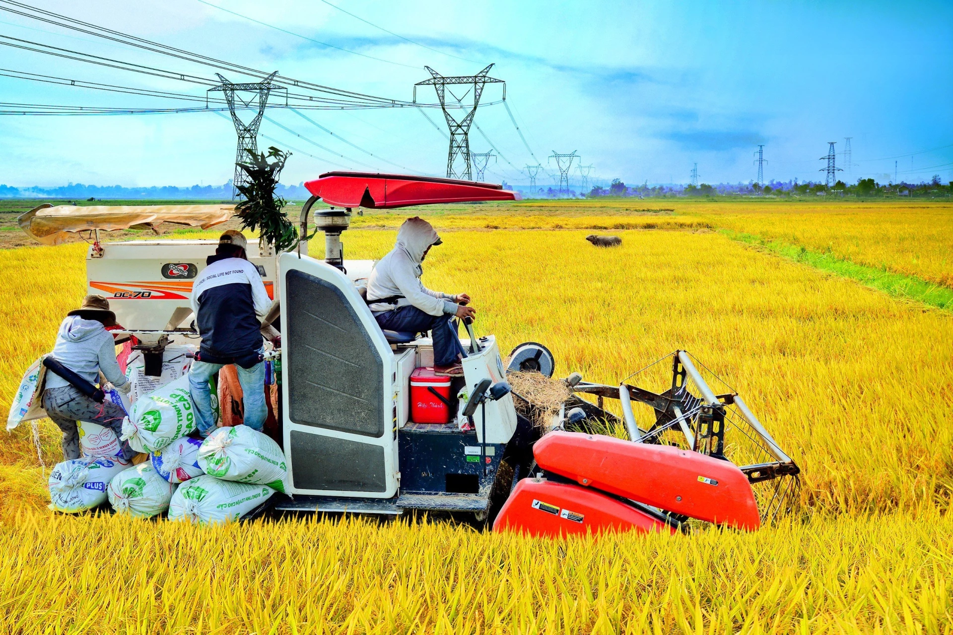 Mùa vàng ở xã Hiếu Giang - Ảnh: N.T.H