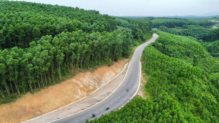 Phát huy hiệu quả kinh tế từ trồng rừng