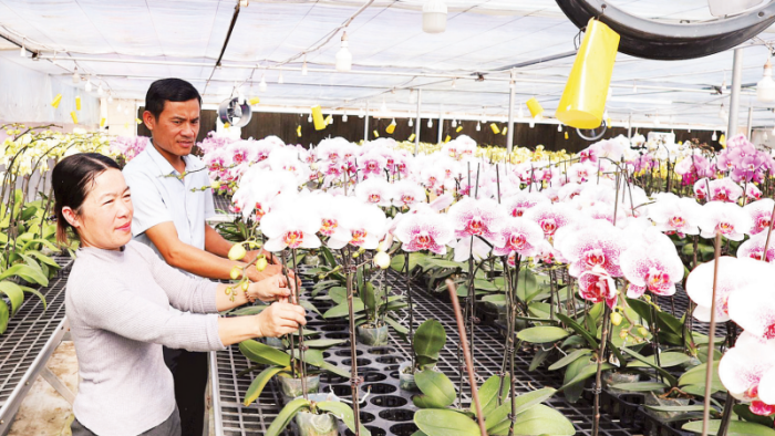 Hoa nở trên đỉnh Sa Mù