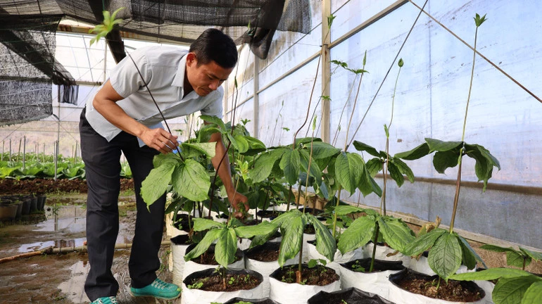 Cây dược liệu thất diệp nhất chi hoa đang được bảo tồn, nhân rộng tại trạm nghiên cứu.