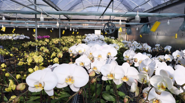 Hoa lan Hồ điệp được trồng ở Sa Mù đua nhau khoe sắc.