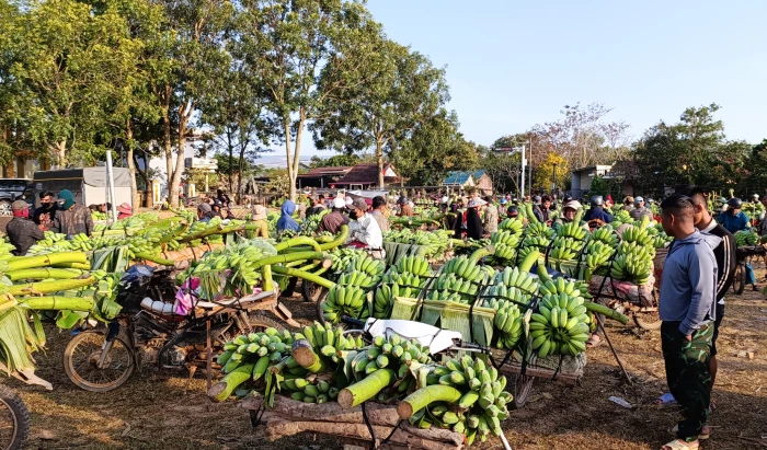 Rộn ràng chợ chuối Lao Bảo những ngày giáp Tết