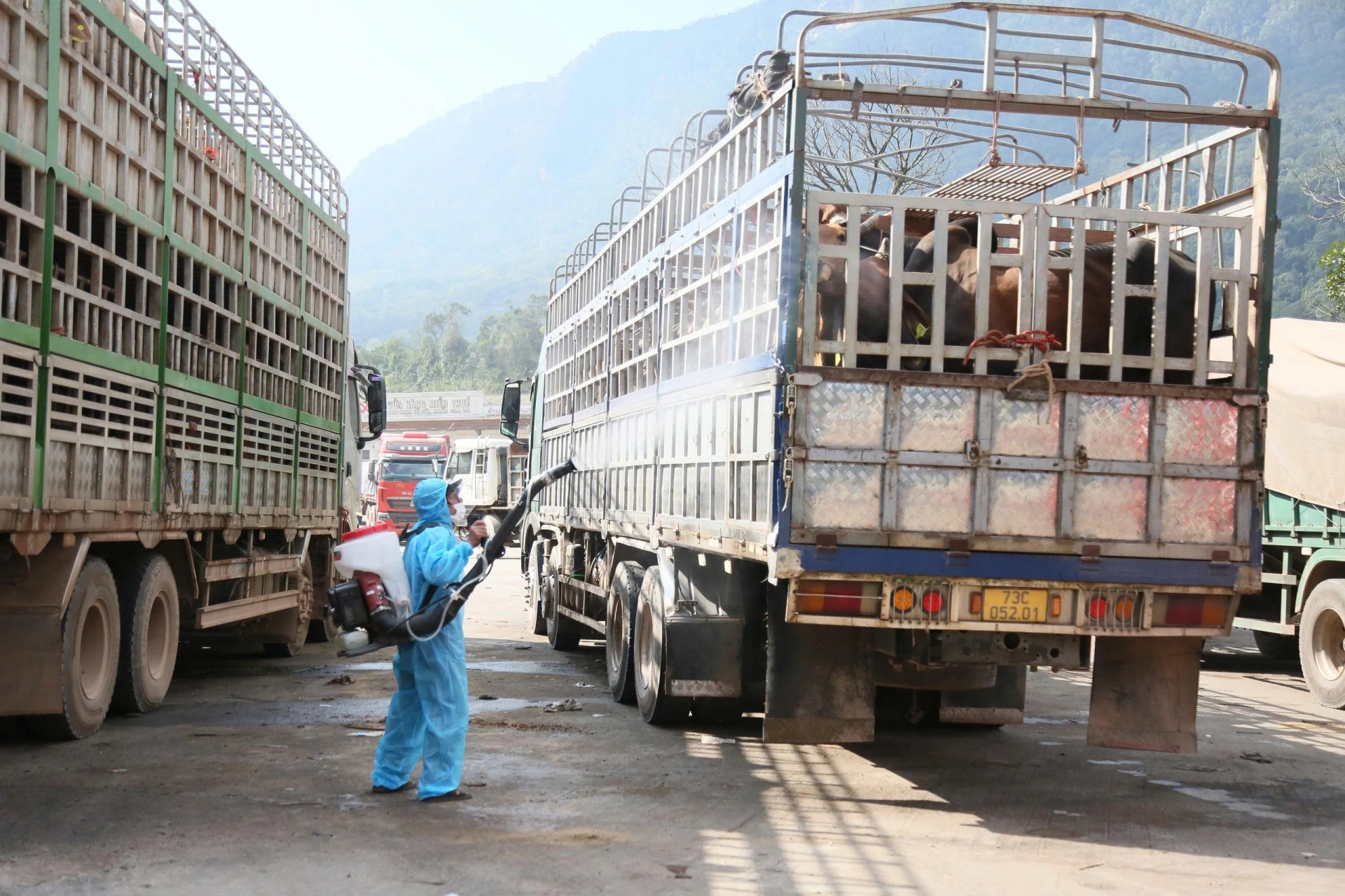 100% số lượng động vật về qua cửa khẩu được lấy mẫu, xét nghiệm và cách ly đúng quy định - Ảnh: QV