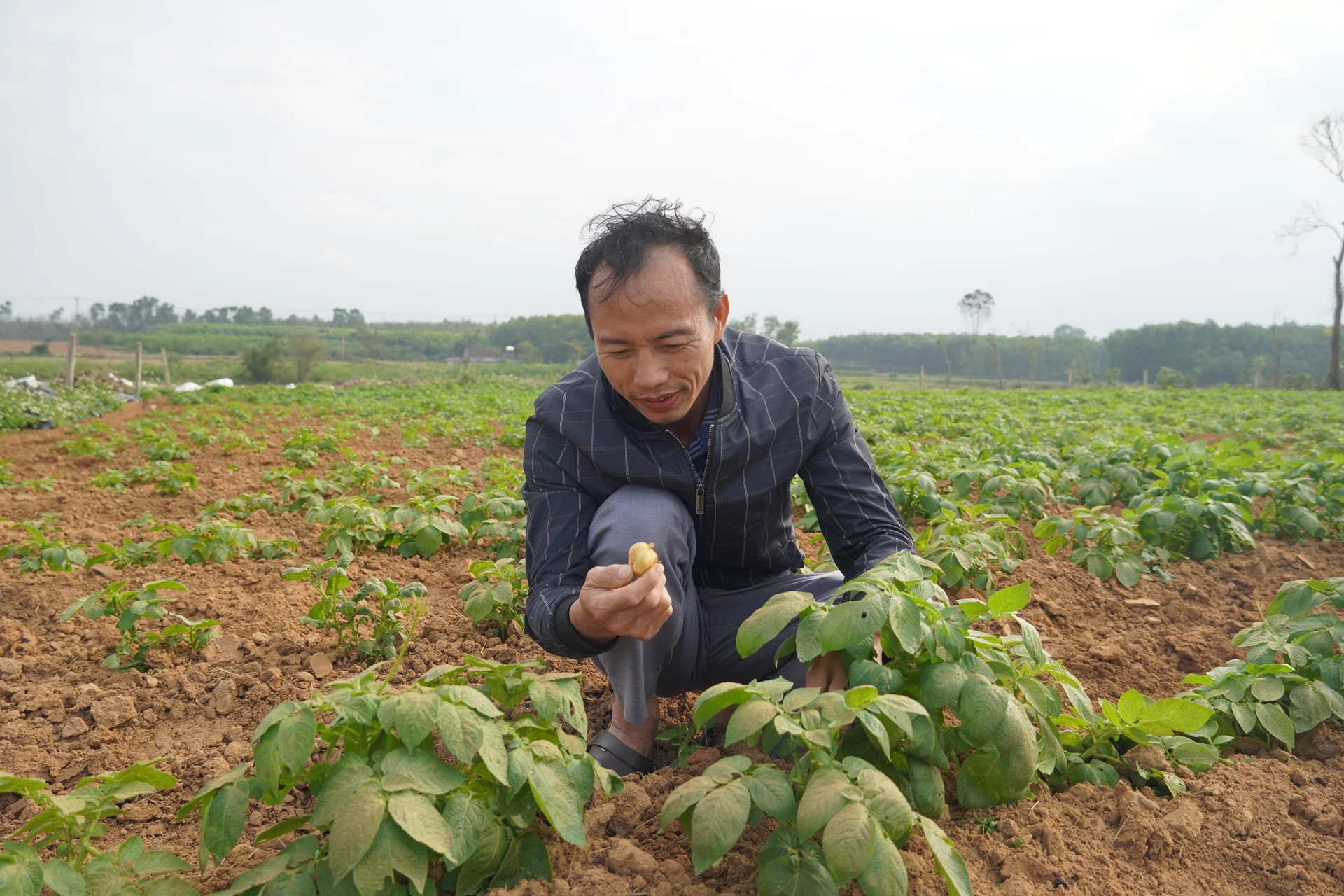 Cây khoai tây do HTX Nông nghiệp An Nông phối hợp với các đối tác liên kết với bà con nông dân trồng trên đồng đất xã Hoàn Lão và Nam Trạch phát triển tốt - Ảnh: P.P
