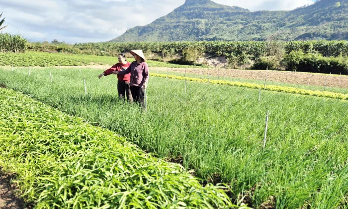 Nhân rộng mô hình rau sạch ở vùng cao