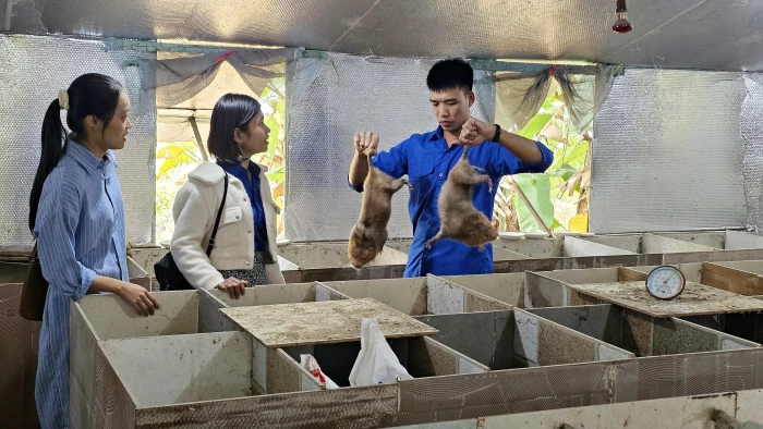 Khởi nghiệp với mô hình nuôi dúi