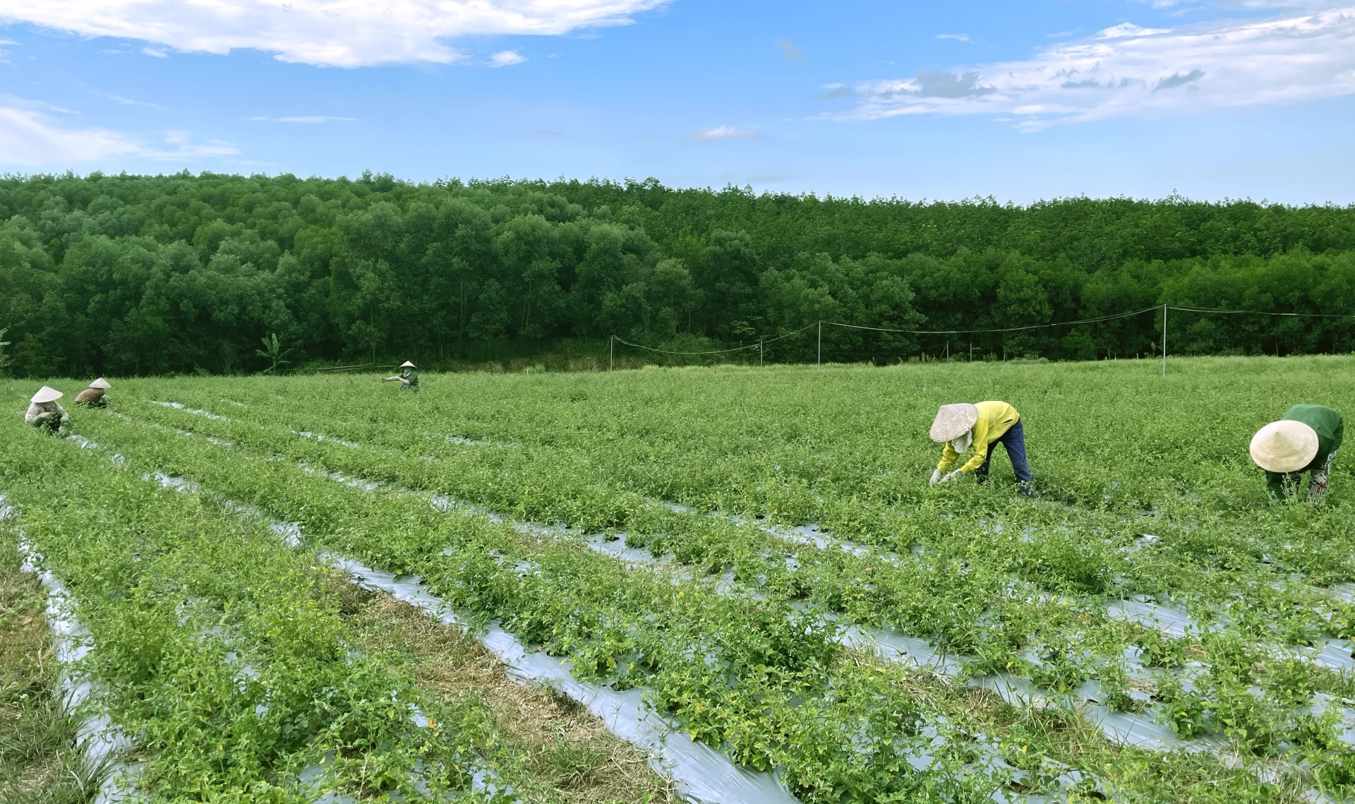 Vườn dược liệu hữu cơ tại xã Cam Lộ được đầu tư chăm sóc theo quy trình an toàn, góp phần phát triển nông nghiệp bền vững - Ảnh: H.C