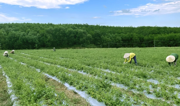 Sản xuất hữu cơ tập trung: Hướng đi tất yếu cho nông nghiệp bền vững
