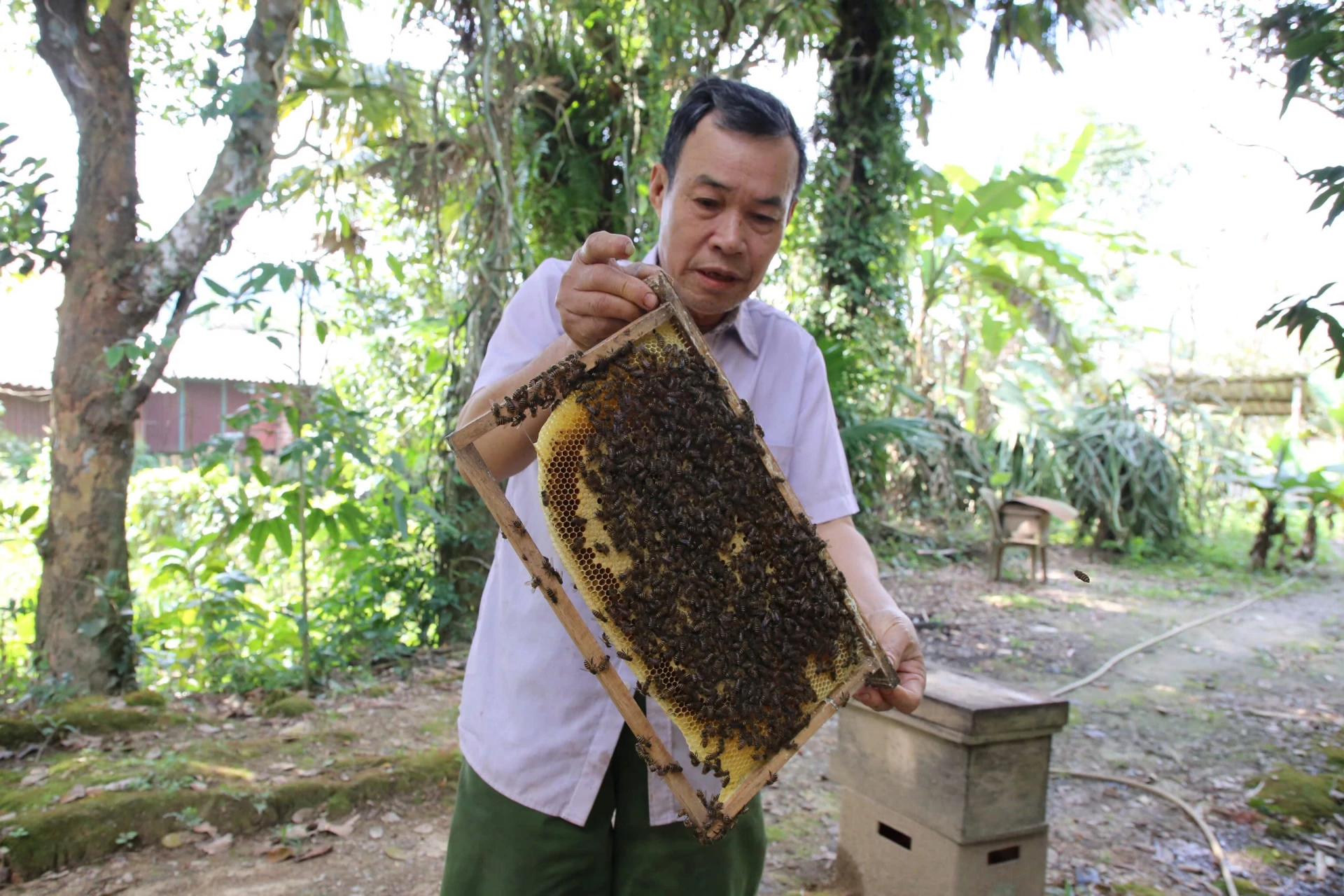 Ông Đinh Long chăm sóc đàn ong của gia đình - Ảnh: P.P