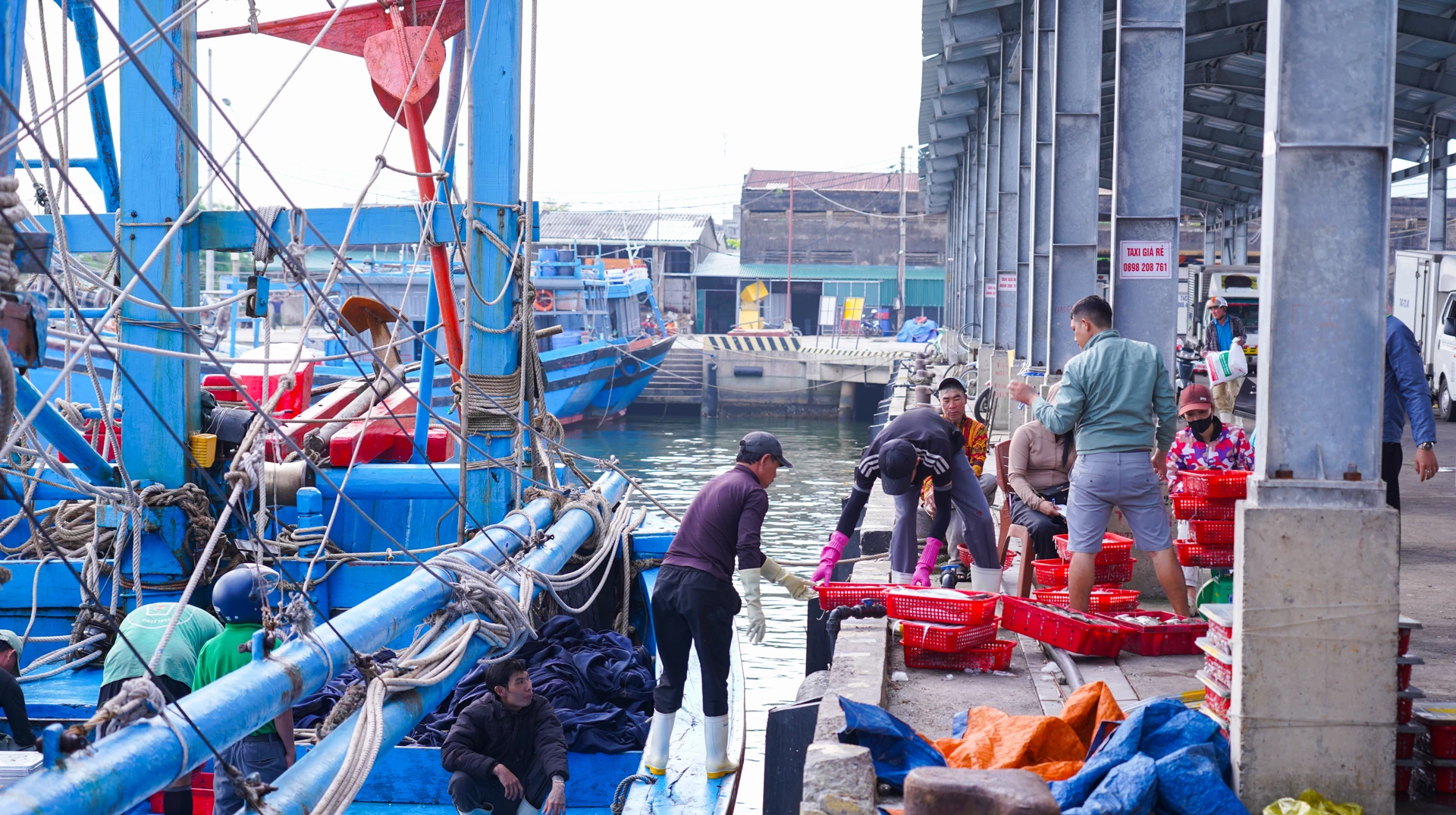 Nhiều tàu cá vươn khơi từ mồng 4 Tết nay cập bến mang theo nhiều loại mực, cá và hải sản tươi ngon vào đất liền - Ảnh: L.T
