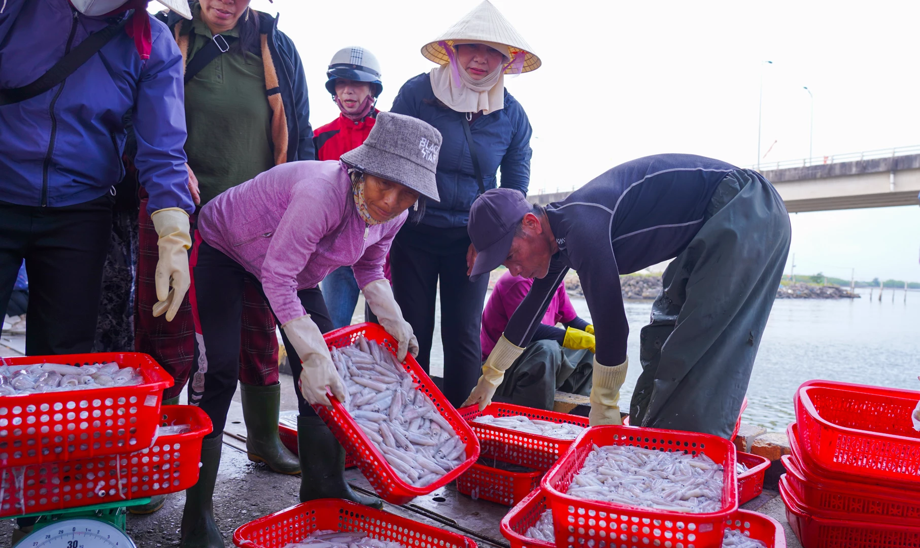 Mực nhiều loại khác nhau được các tiểu thương chọn mua nhiều - Ảnh: L.T
