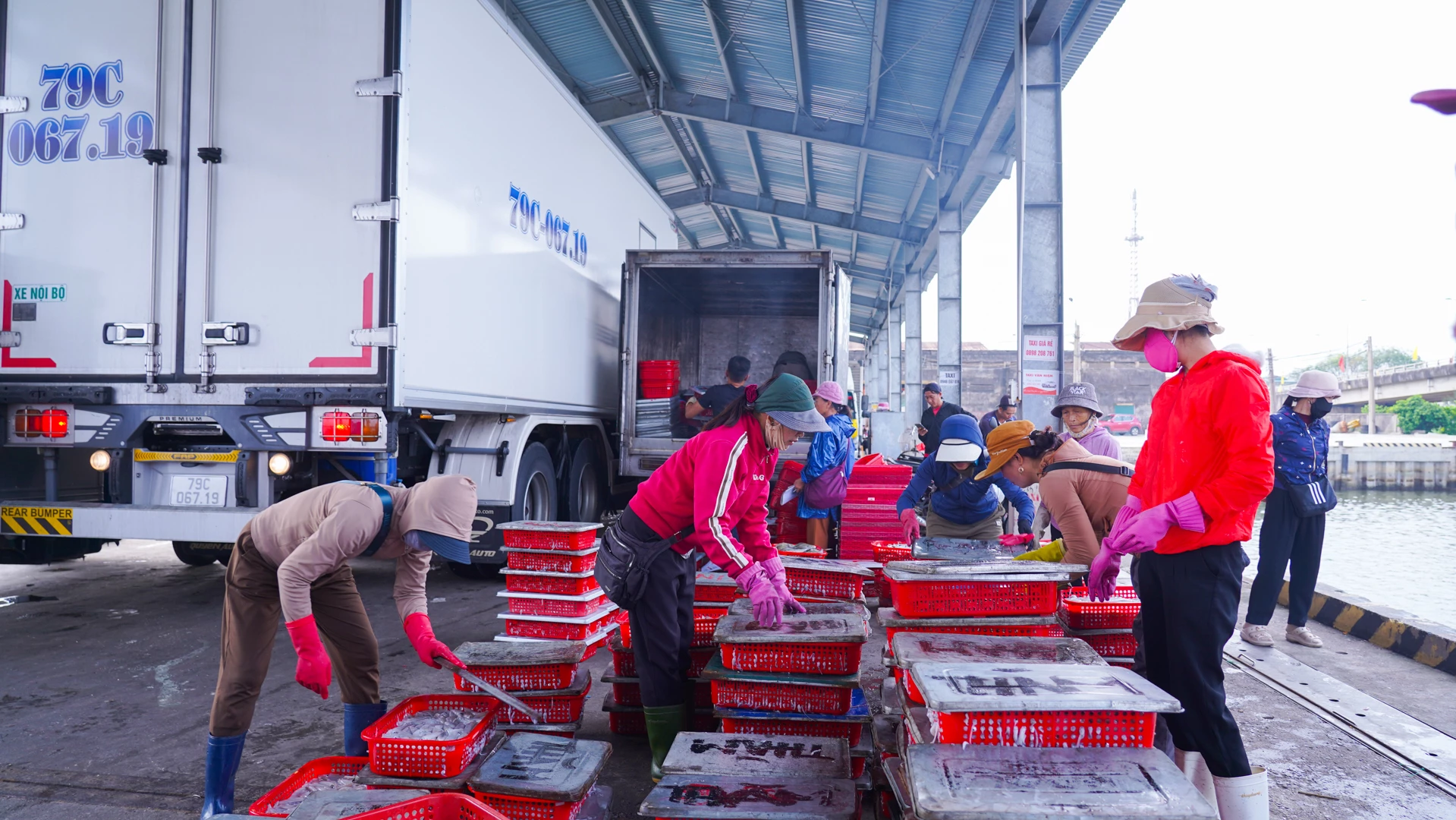 Các tiểu thương chọn lựa hải sản tươi ngon để đưa vào TP. Đà Nẵng, Bắc Quảng Trị, TP. Huế để tiêu thụ - Ảnh: L.T