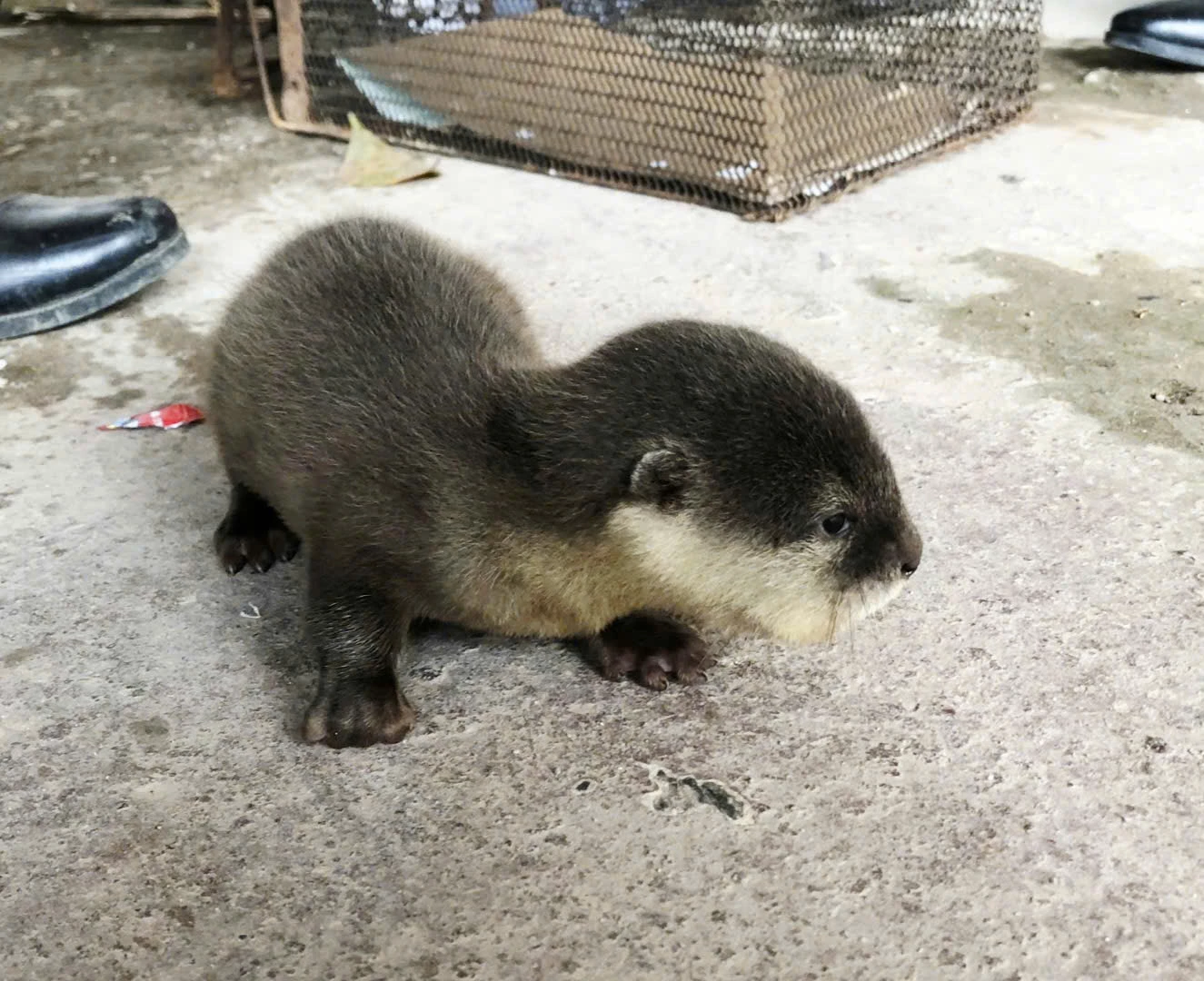 Cá thể rái cá thuộc Nhóm IB (động vật quý hiếm, nguy cấp) được em Hồ Văn Xiếc phát hiện trong tình trạng sức khỏe yếu-Ảnh: K.S