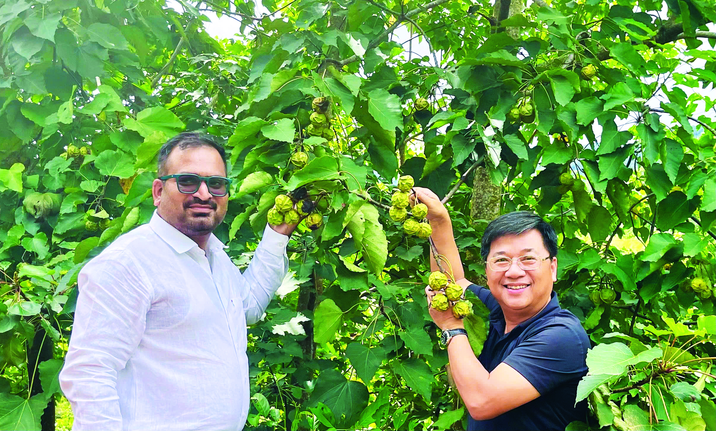 Cây trẩu kỳ vọng sẽ mang lại giá trị kinh tế cao khi thị trường xuất khẩu đang rộng mở - Ảnh: L.M