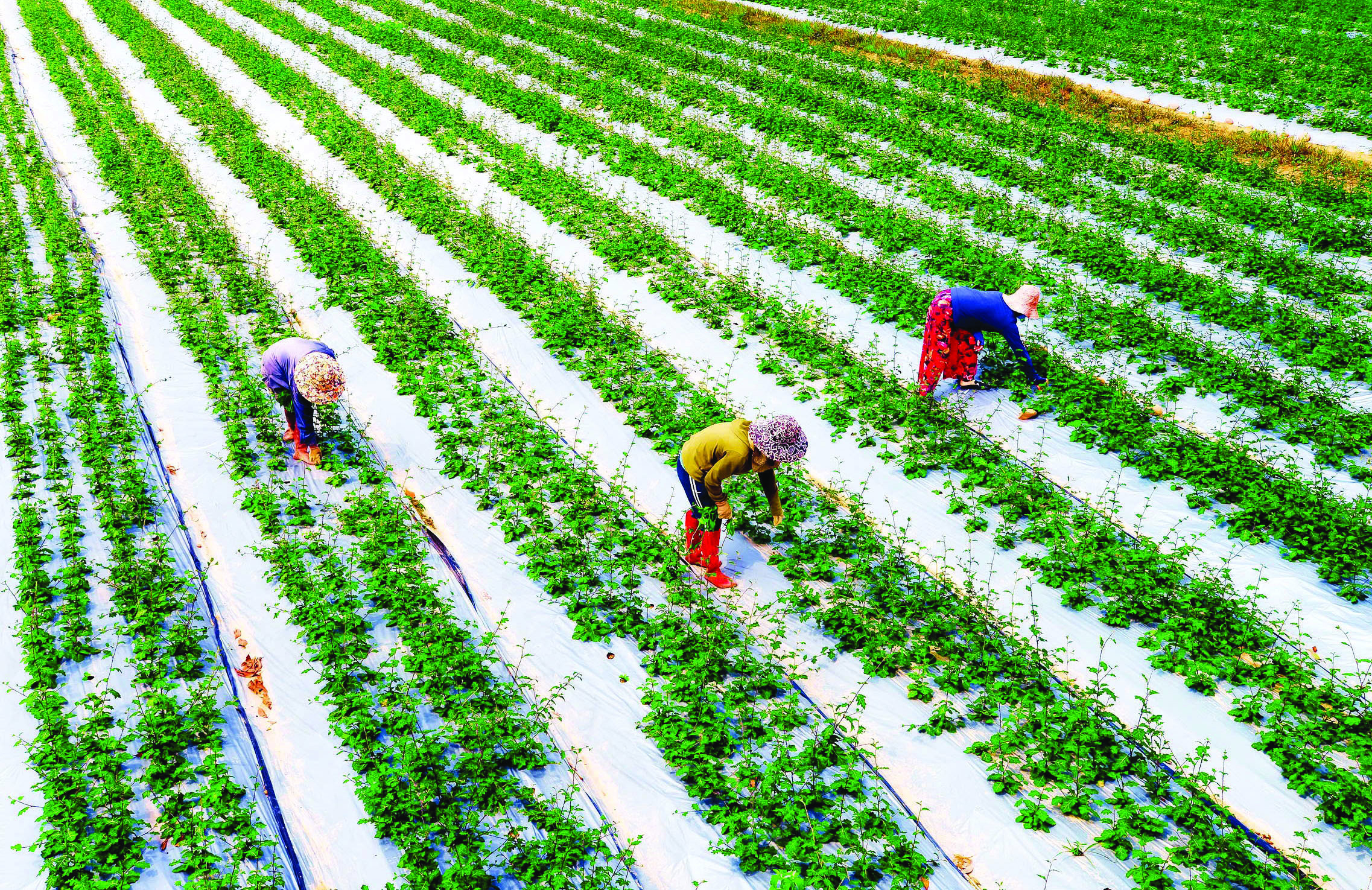 Cây cà gai leo An Xuân được trồng trên vùng đồi xã Hiếu Giang với quy trình khép kín, đạt tiêu chuẩn GACP-WHO - Ảnh: L.C