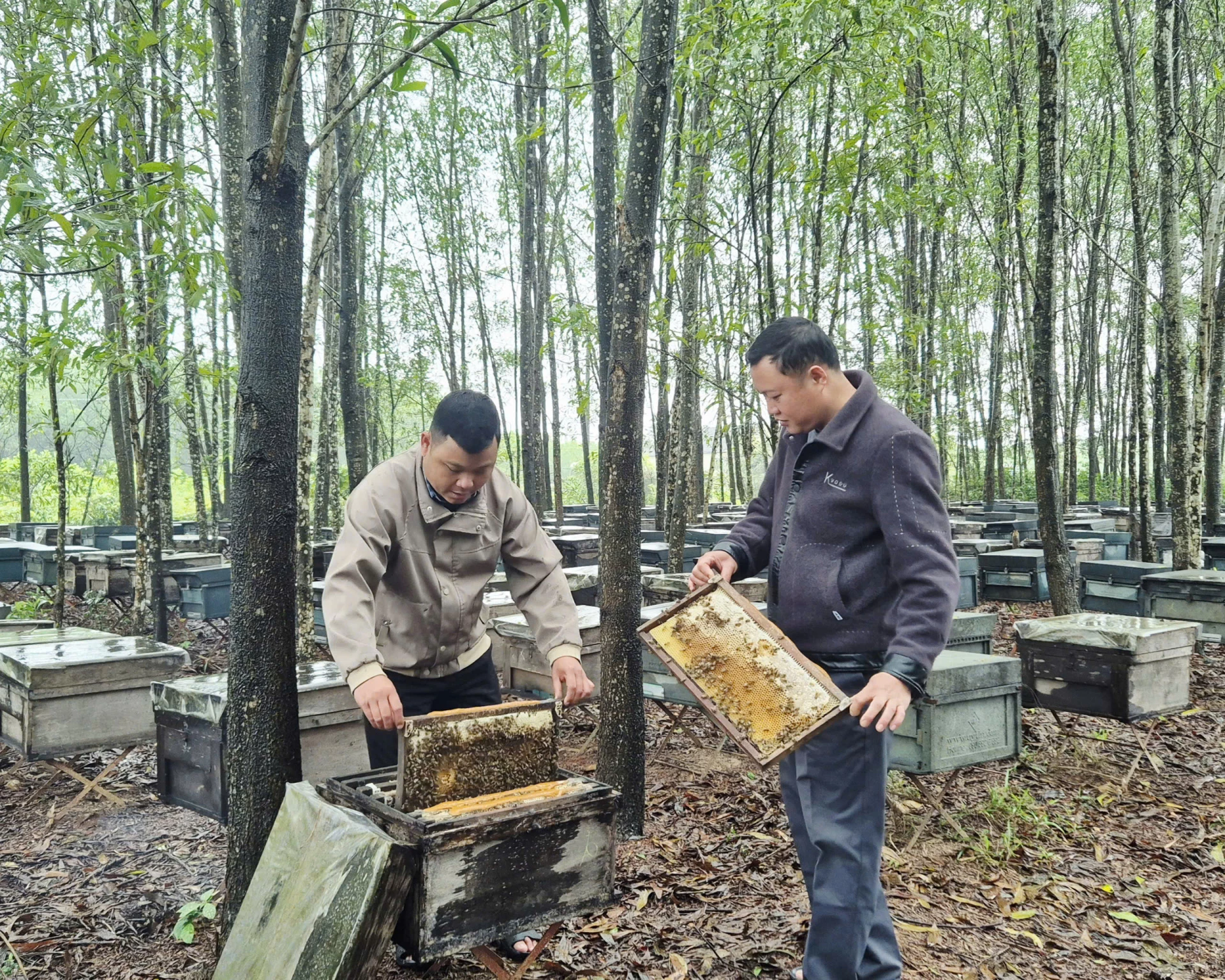 Anh Nguyễn Văn Quyết kiểm tra chất lượng mật ong trước khi thu hoạch - Ảnh: K.S