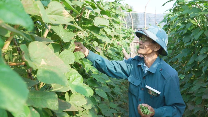 Nguồn rau xanh VietGAP phục vụ Tết